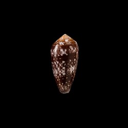 Floccatus 2