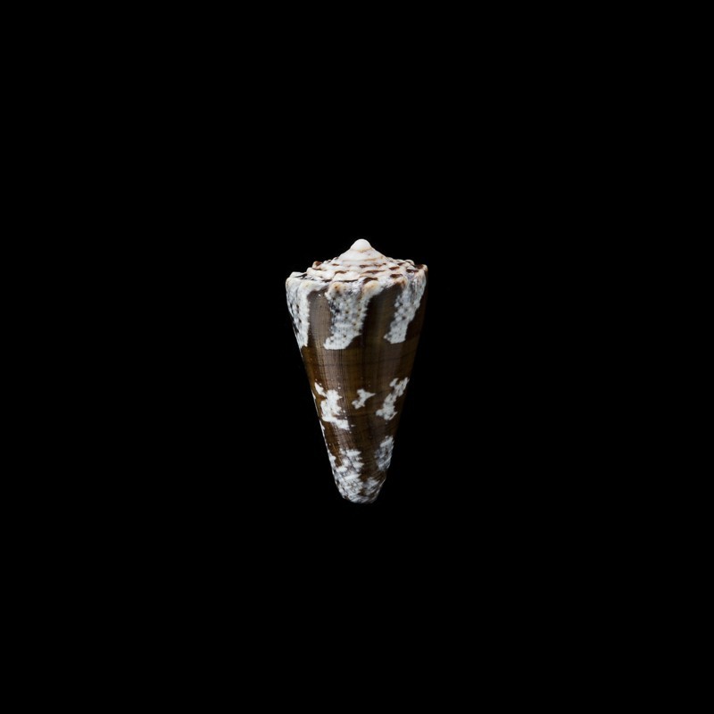 Fuscatus 1
