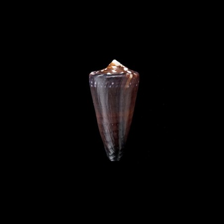 litoglyphus seychellensis 1