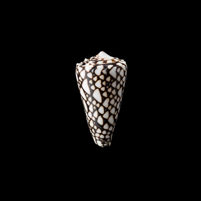 marmoreus crosseanus 1