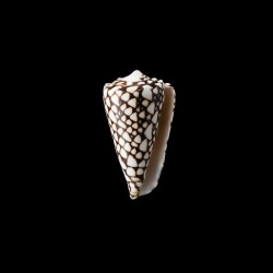 marmoreus crosseanus 1