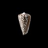 marmoreus crosseanus 1