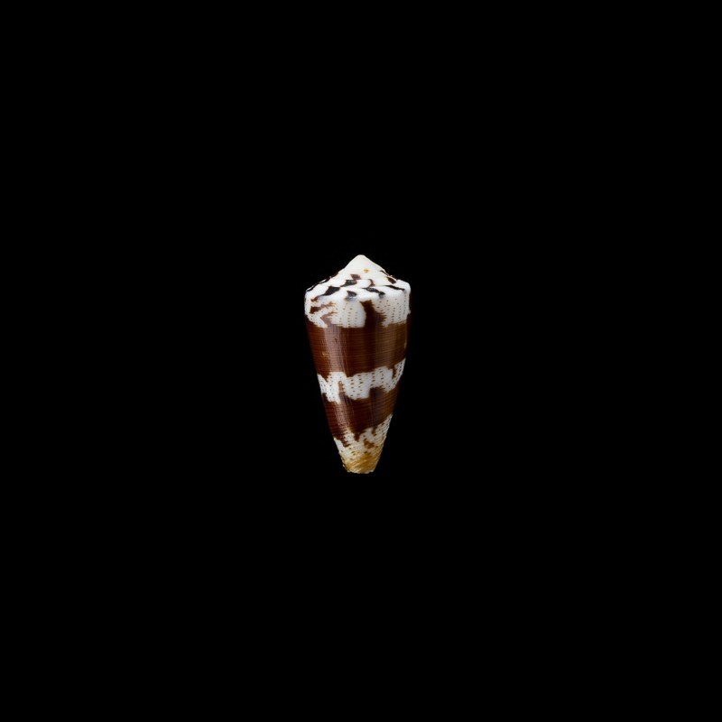 striatellus 2