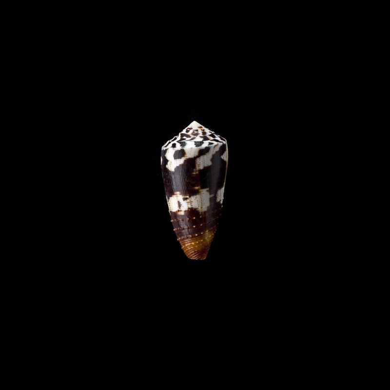 striatellus 3