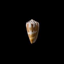 Striatellus 4