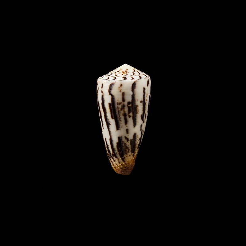 striatellus lictor 1