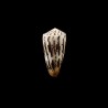 striatellus lictor 1