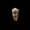 striatellus lictor 1