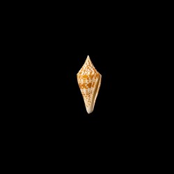 Praecellens Andaman 1