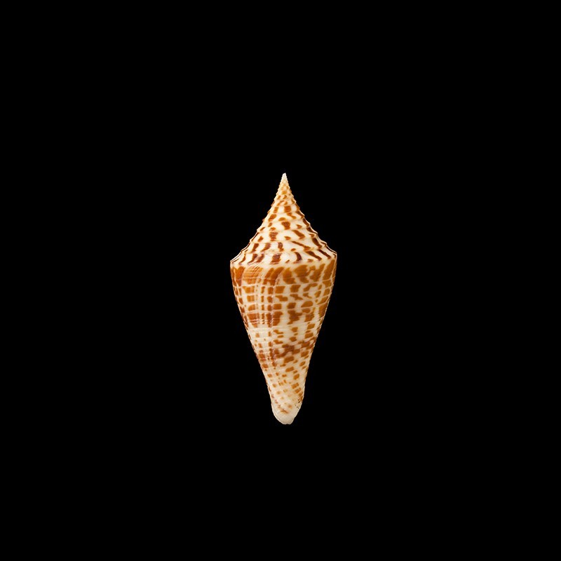 praecellens andaman 2