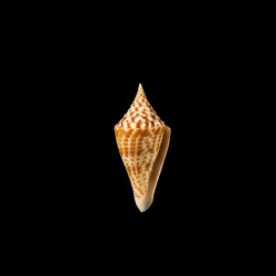 praecellens andaman 2