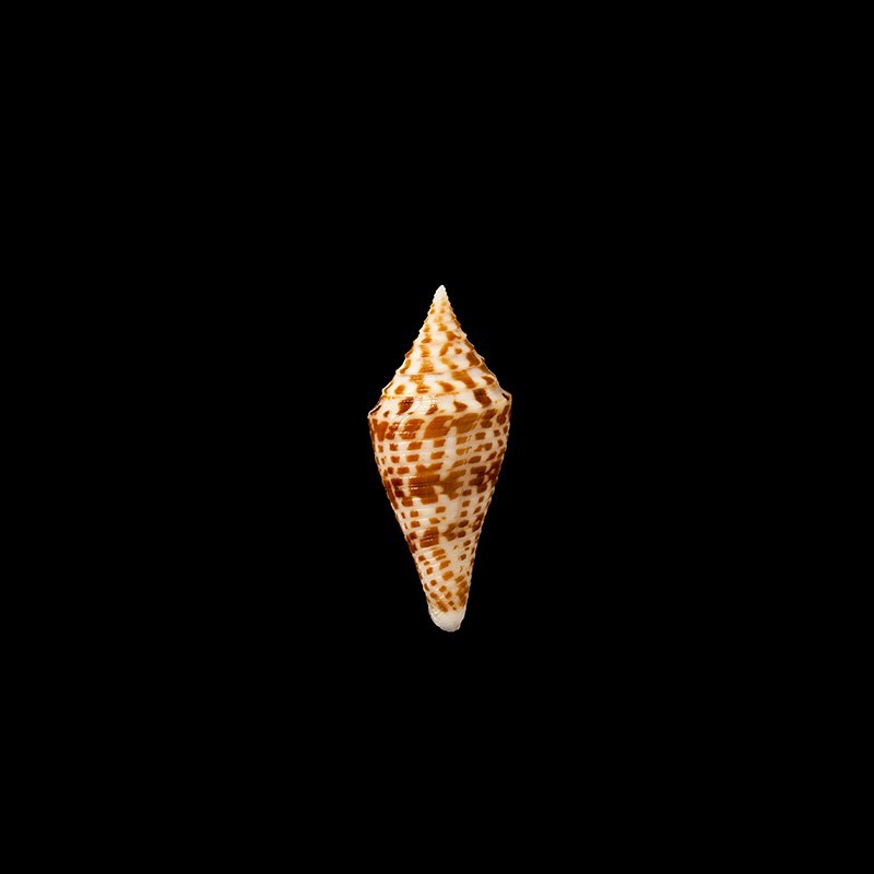 praecellens andaman 3