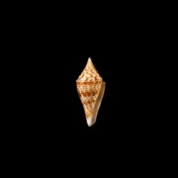 praecellens andaman 3