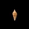 praecellens andaman 3
