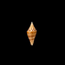 praecellens andaman 4