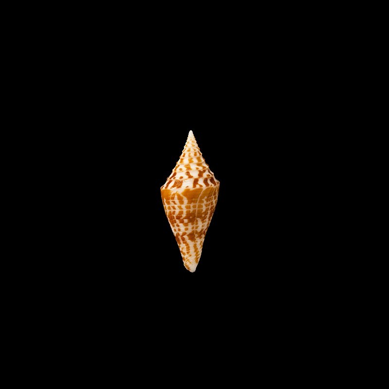 praecellens andaman 4