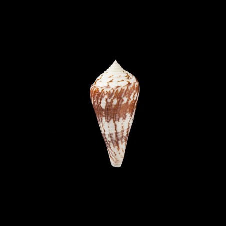 pergrandis 1