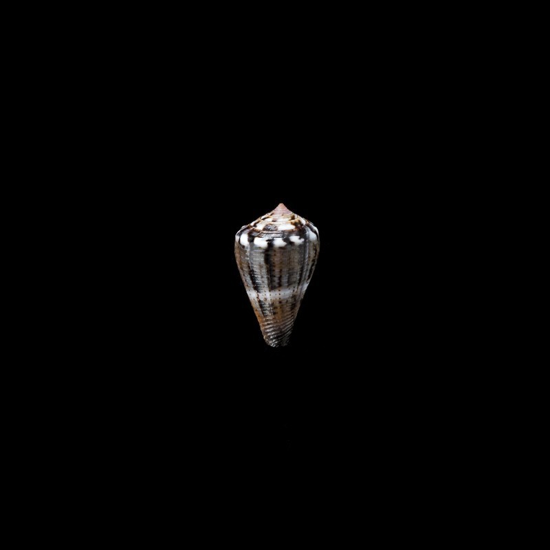 parvulus meyeri 1