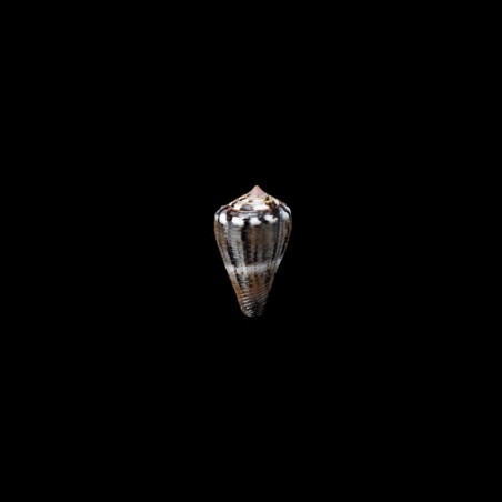 parvulus meyeri 1