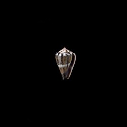 parvulus meyeri 1