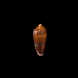 pennaceus elisae 1