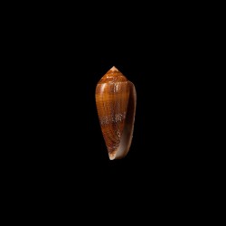 pennaceus elisae 1
