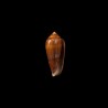 pennaceus elisae 1