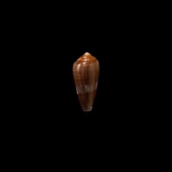 pennaceus elisae 2
