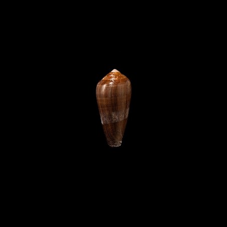 pennaceus elisae 2