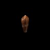 pennaceus elisae 2