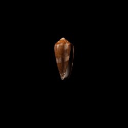 pennaceus elisae 2