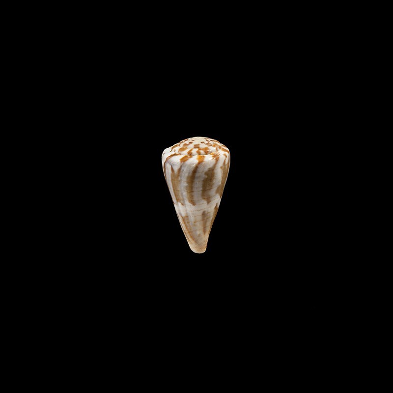 namocanus 1