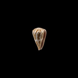 namocanus 1