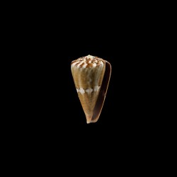 namocanus 2