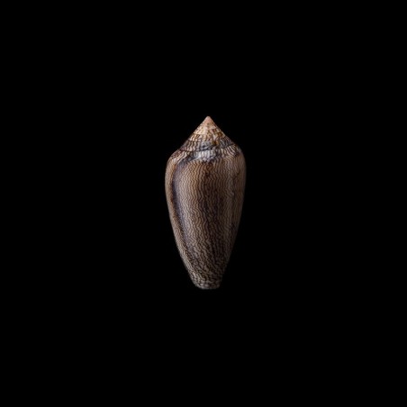 Cholmondeleyi 2