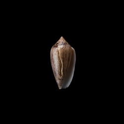 Cholmondeleyi 2