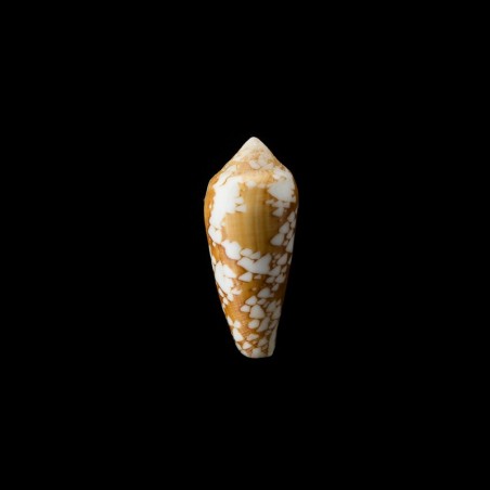 Episcopatus Golden 1