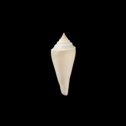neotorquatus 1