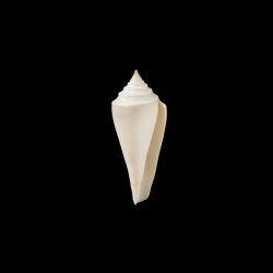 neotorquatus 1
