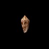 neovicarius dahlakensis 1