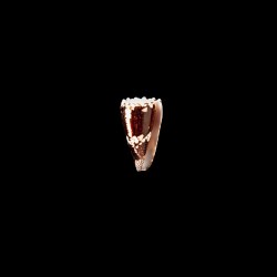 nocturnus 1