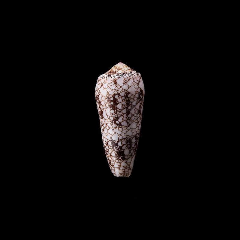 omaria convolutus 2