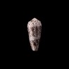 omaria convolutus 2