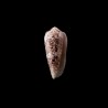 omaria convolutus 2