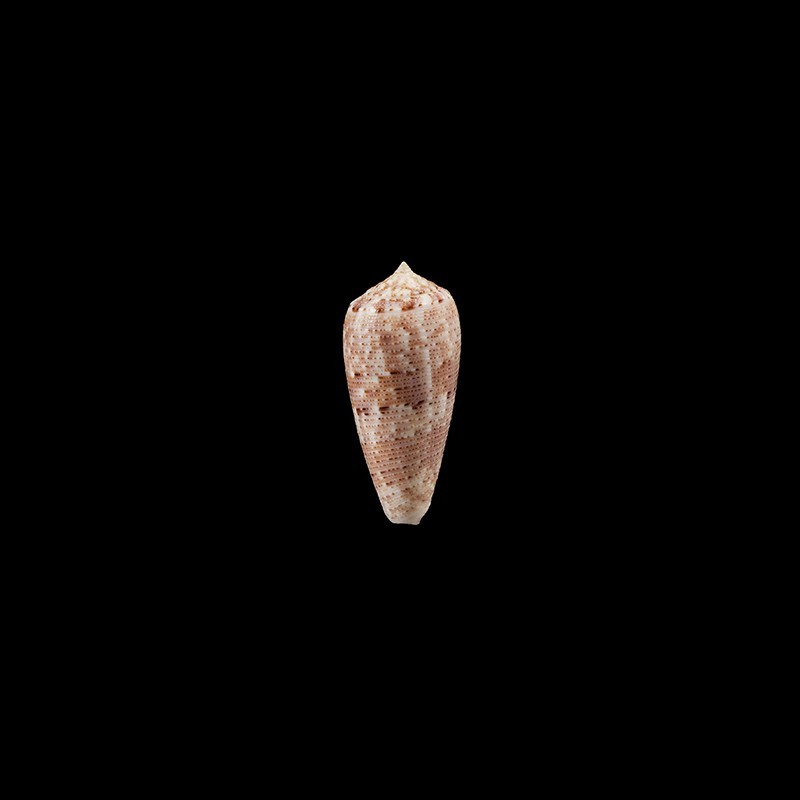 nimbosus 1