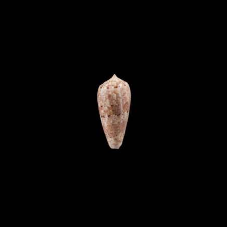 nimbosus 1