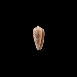 nimbosus 1
