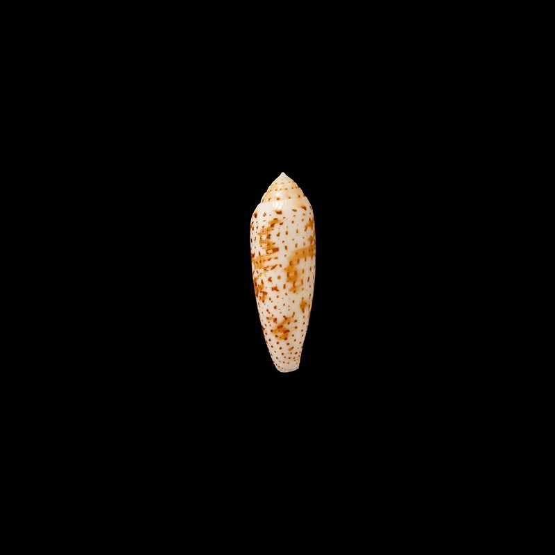 nussatella 2