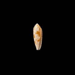 nussatella 2