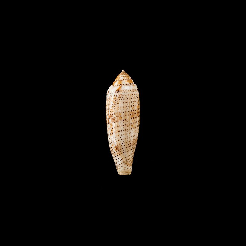 nussatella 3